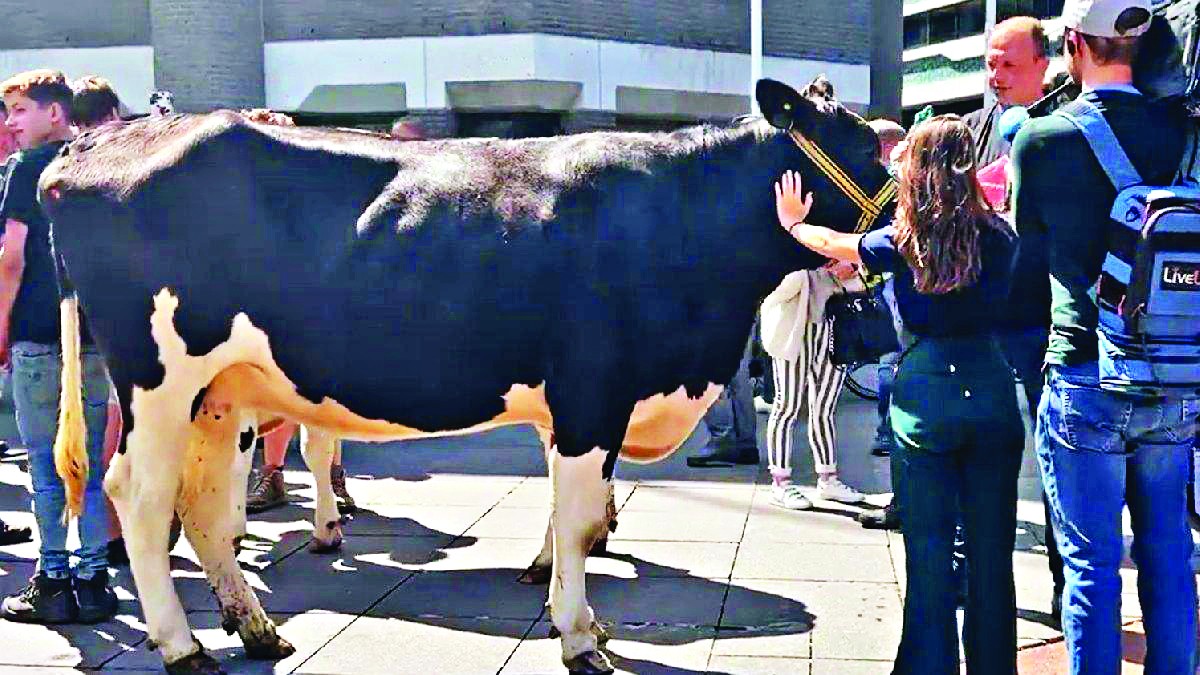 Hollandalı çiftçiler inekleriyle mecliste