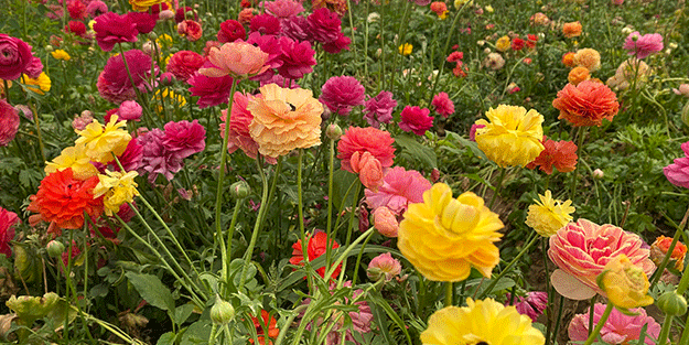 Hollanda’sından ta Almanya’sına kadar! Türkiye’de üretiliyor kapış kapış gidiyor