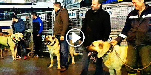 Kangallar Hollanda Başkonsolosluğu önünde!