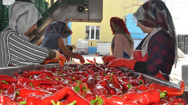 Hollanda’ya salça ihracatı artıyor