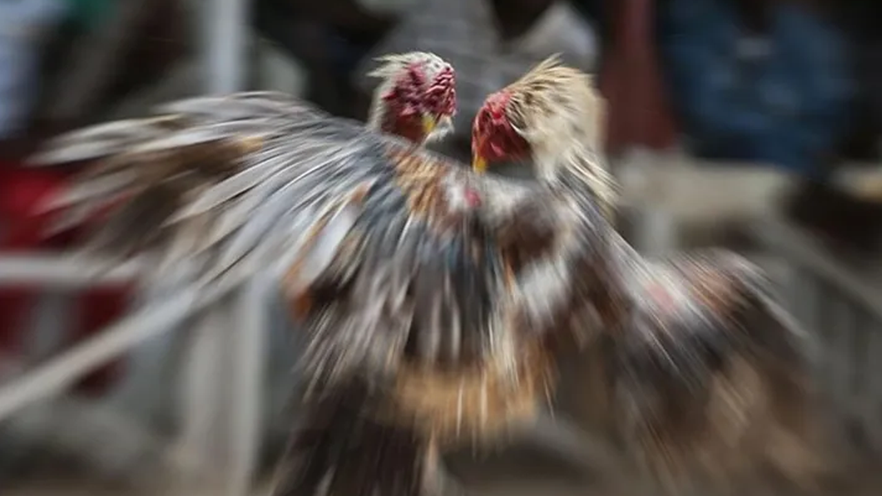 Horoz dövüştüren 14 magandaya 130 bin 481 lira ceza