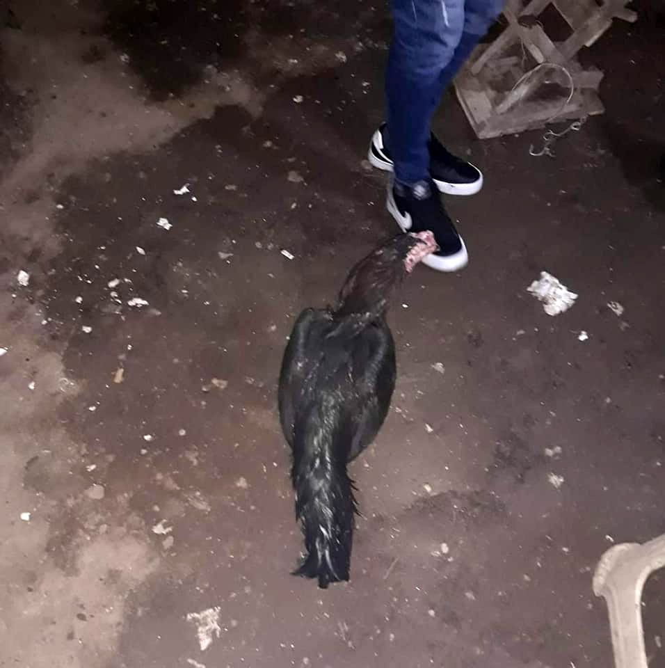 Horoz dövüştüren şahıslara suçüstü 