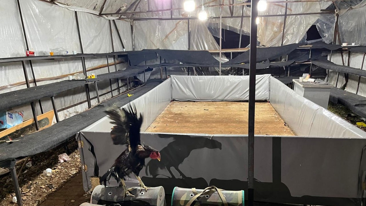 Horoz dövüştüren vicdansızlara sağlam ceza kesildi