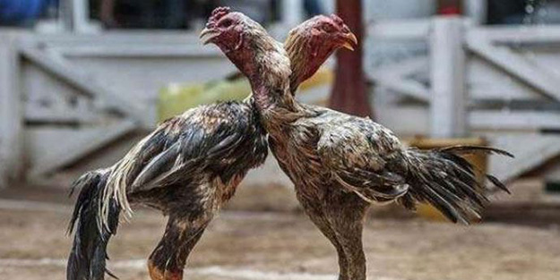 Horoz dövüşünde vahşet: 8 ölü