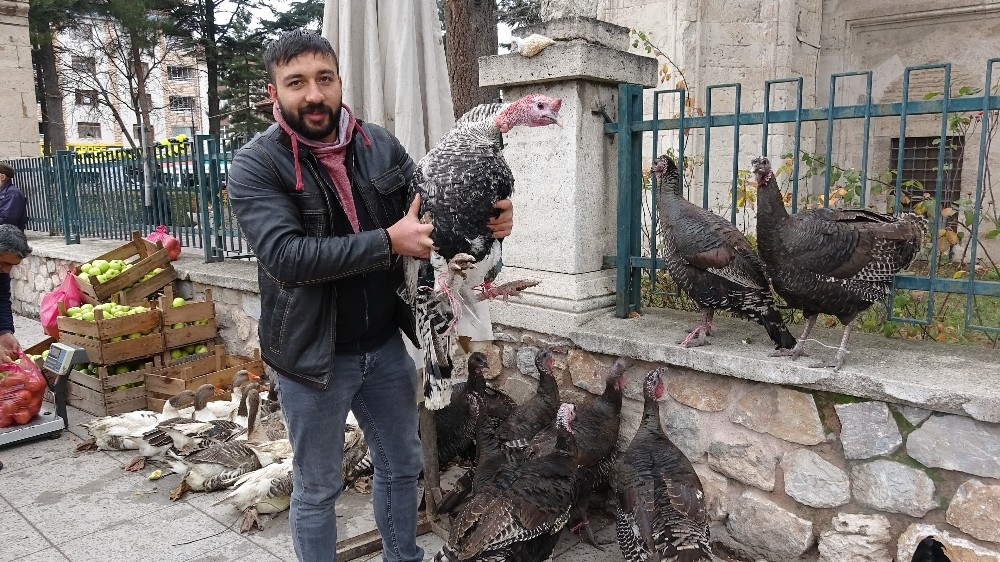 Horoz, hindiyi tahtından etti 