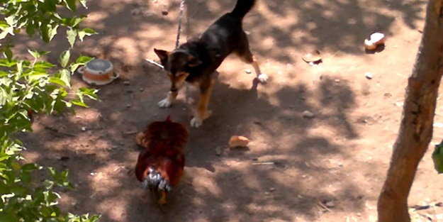 Horoz ile köpeğin müthiş düellosundan bakın kim galip çıktı?