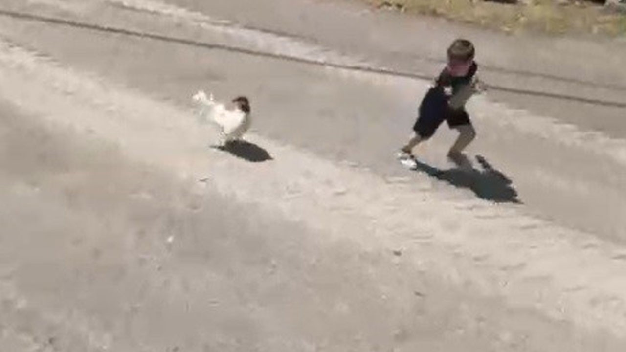 Horoz şakayı sevmedi! Küçük çocuğa unutulmaz ders