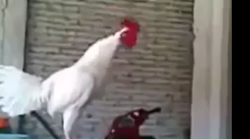 Öterken horozun gülesi geliyor