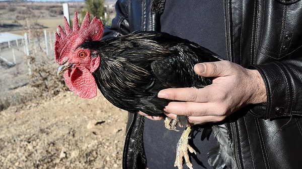 Horoza içki verenlerin cezası belli oldu
