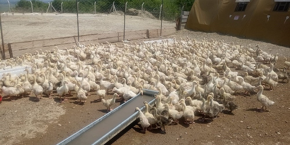 HRÜ’de kaz yetiştiriciliği projesi 