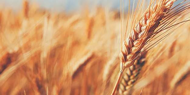 Hububat sektöründen 847 milyon dolar ihracat