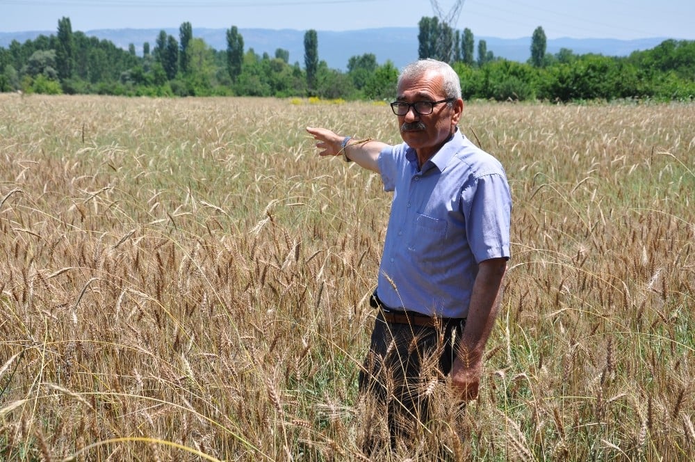 Hububatta rekolte artışı bekleniyor 