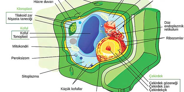 Hücre bile uzay gibi