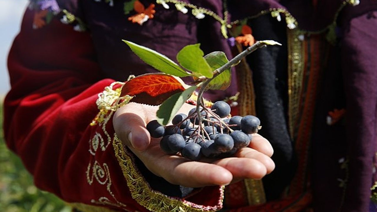 Hücreleri yenileyen o meyve! Faydaları saymakla bitmek bilmiyor! Erdek'te aronya üretimi başladı