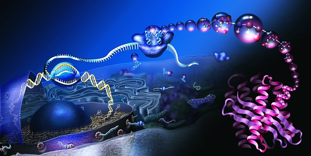 Hücrenin içindeki hayat!