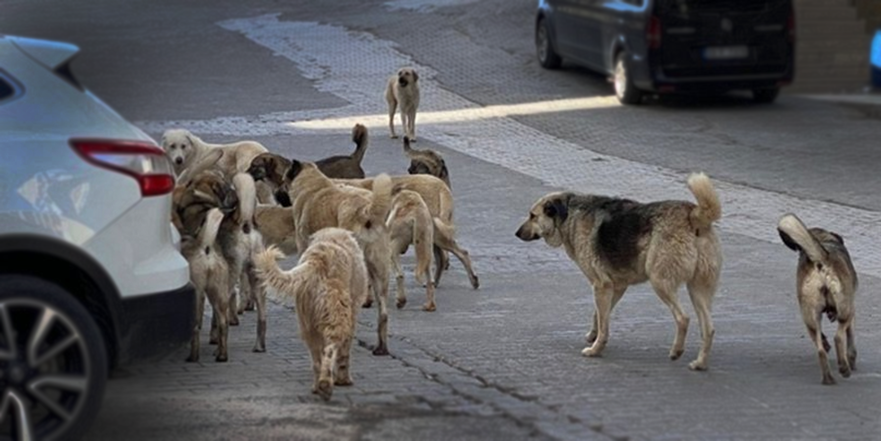 HÜDA PAR: Köpek saldırıları artık tahammül boyutunu aştı