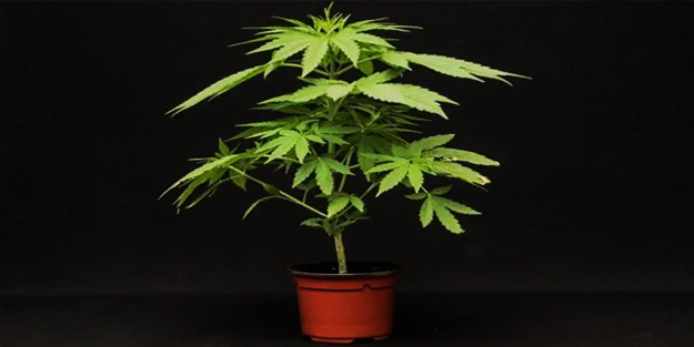 Hükümet evlerde yetiştirilmek üzere 1 milyon kenevir bitkisi dağıtacak!