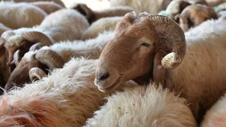 Hükümet harekete geçti! Yüzde 50 artırılacak