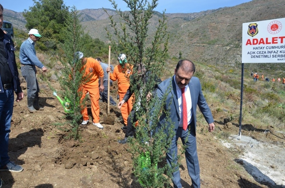 Hükümlüler Adalet Ormanı’na fidan dikti 