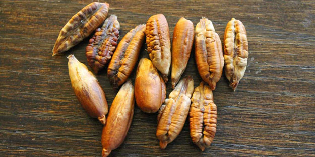 Hurma çekirdeği tozu ne işe yarar? Beklenenden daha çok protein var! Duyan hayran kalıyor