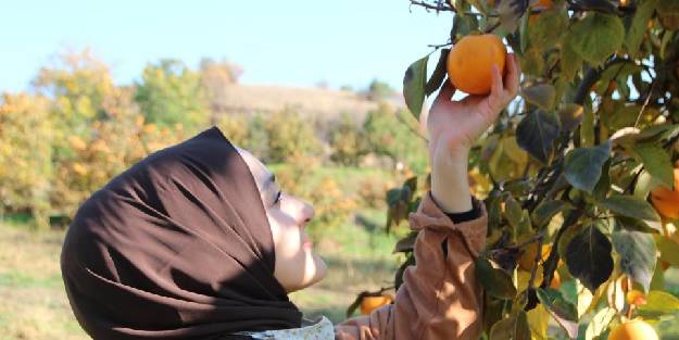 Hurma hasadı başladı. Peki, Cennet hurmasının faydaları nelerdir?