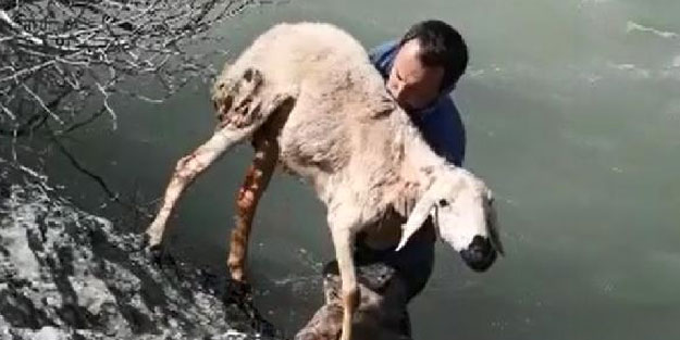 Hurman Çayı'nda mahsur kalan koyunu öğretmen kurtardı