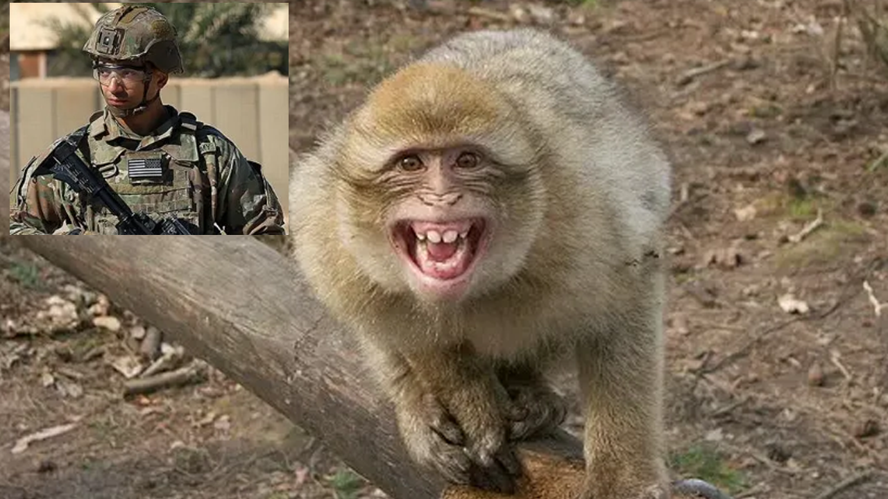 Hürmüz Ablukası için Yola Çıkan ABD'li askere maymun saldırdı!