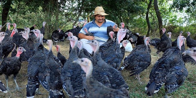 Huzuru 'Hindi Çobanlığı'nda buldu!