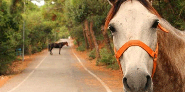 İBB'nin Adalar'dan toplattığı atlardan 50'si kayboldu
