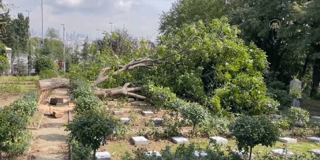 İBB'nin şehitlikte kestiği ağaç mezarların üstüne düştü