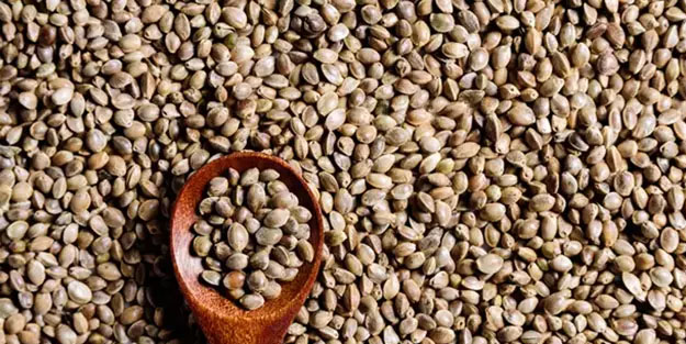 İbn-i Sina açıkladı: Güzellik için tek tohum yetiyor! Her gün 1 tane yiyen doktor yüzü görmüyor!