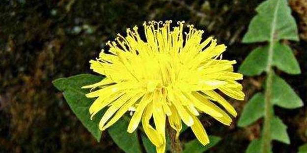 İbn-i Sina şeker hastalığı tedavisinde kullandı! İşte ’Karahindiba’nın faydaları: Bu resmen inanılmaz, yapın