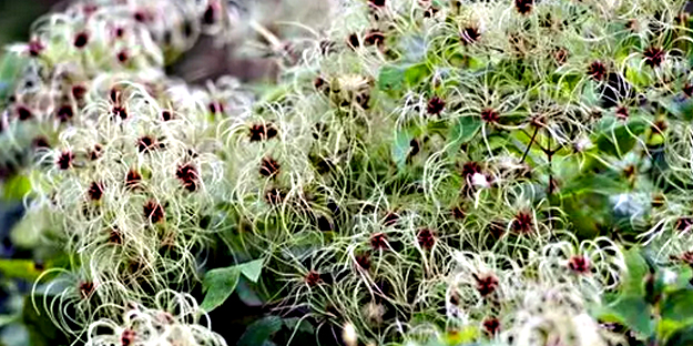 İbn-i Sina yüzyıllar önce önerdi: Bu sebze vücuda adeta reset atıyor, baştan aşağı temizliyor! Anında bunu yapın