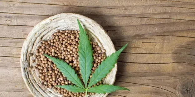 İbn-i Sina'dan gençleşmeyi sağlayan tohum! Bir kullanan bir daha istiyor: Vitamin fışkırıyor! Hiç beklenmedik şok eden öngörü