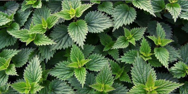 İbn-i Sina'nın ısırgan otu tarifi neye iyi gelir? Listenize dahil edin