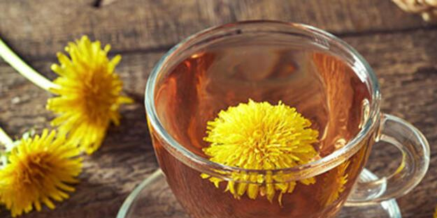 İbn-i Sina'nın karahindiba bitkisi önerisi: Şeker hastalığına şifa oluyor, kanı temizliyor, karaciğeri iyileştiriyor!