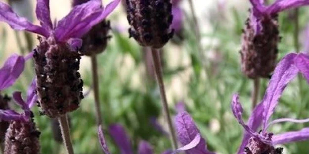 İbn-i Sina'nın önerisi! Herkes çok beğenecek! O otu tüketince hemen sıfırlanıyor!