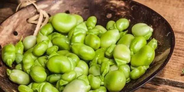 İbn-i Sina 1000 yıl önce yazmış! Bu üç besinden tüketen 100 yaşına kadar yaşar!