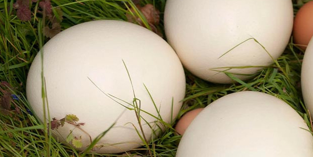 İbni Sina 1000 yıl önce yazmış! Mimar Sinan da önermiş: İşte nadir bilinen o yumurta bizim için çok önemli