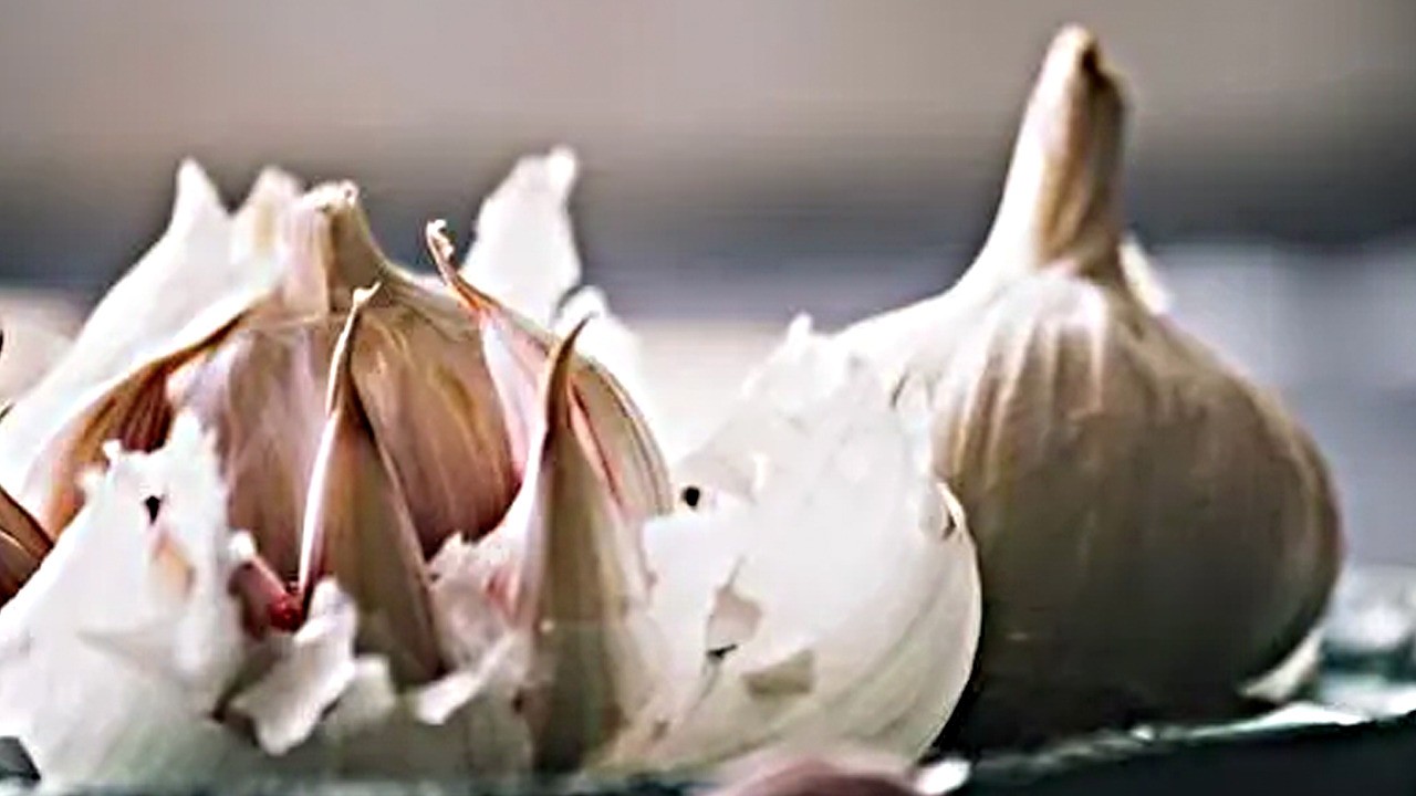 İbn-i Sina'nın bin yıllık sırrı ortaya çıktı: Sarımsağı böyle yemek gerekiyor! İşte yöntem