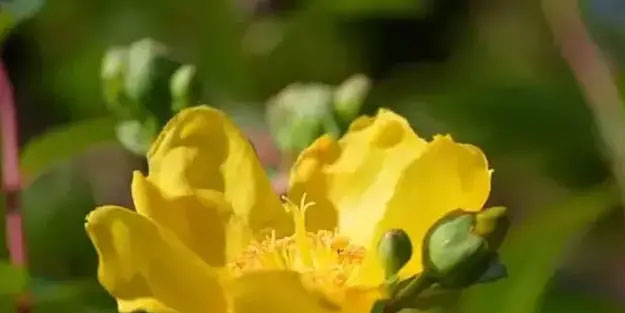 İbrahim Saraçoğlu: Kazdağları'nın şifalı otu! Limit ayarı önerisi: Çay içine bal ve limon ekleyin