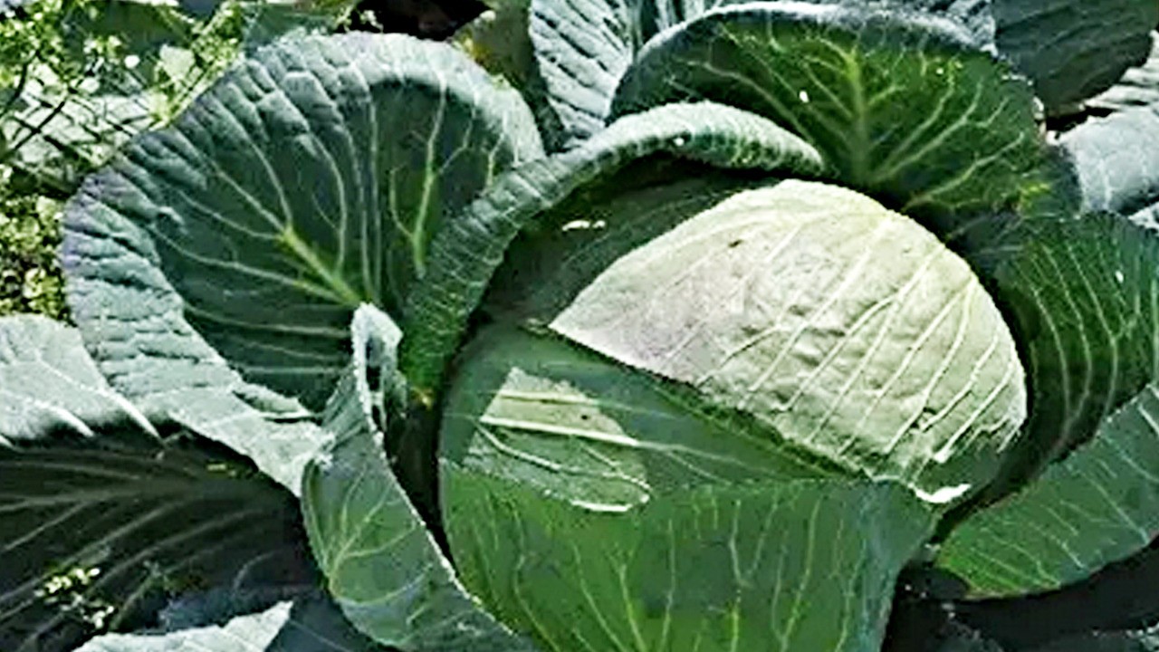 İbrahim Saraçoğlu, Prof. Dr. Canan Karatay'ın favori sebzesi: Dünya bunu çözüm biliyor