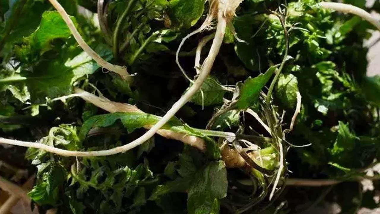 İbrahim Saraçoğlu: O basurun en kesin çaresi seçildi!