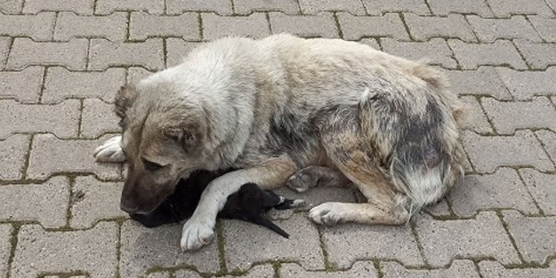 İbretlik... Anne köpek, ölen yavrusunun başından ayrılmıyor
