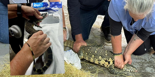 İbretlik son! Evde 70'den fazla çıktı: Hayvan kaçakçısı zehirli yılanla intihar etti