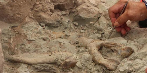 İç Anadolu'da bulundu! 8 milyon yaşında!