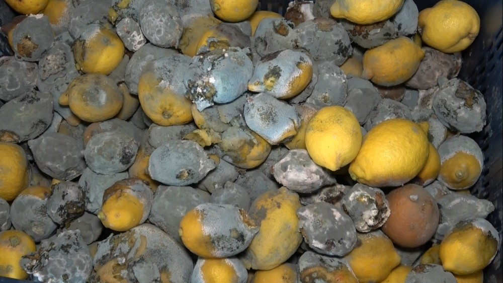 İç piyasaya sürülmeyen limon çürüyor 