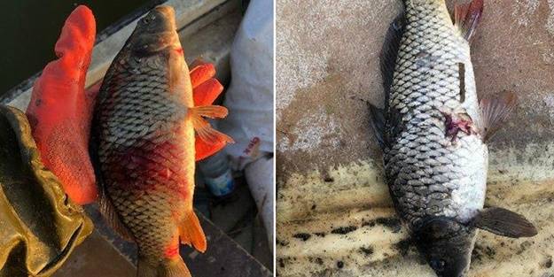 İç sularda avlanan balıklarda bulundu! 