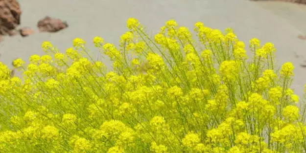 İçince bir çırpıda söküp atıyor! Böbrek taşını düşürme etkisi!