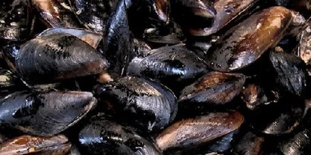 İçinde o maddeye rastlandı: İstanbul boğazı midyesi için ‘yemeyin’ uyarısı!
